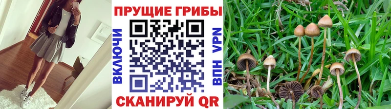 Галлюциногенные грибы GOLDEN TEACHER  Усть-Лабинск 